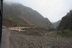 04-Sheep after the pass